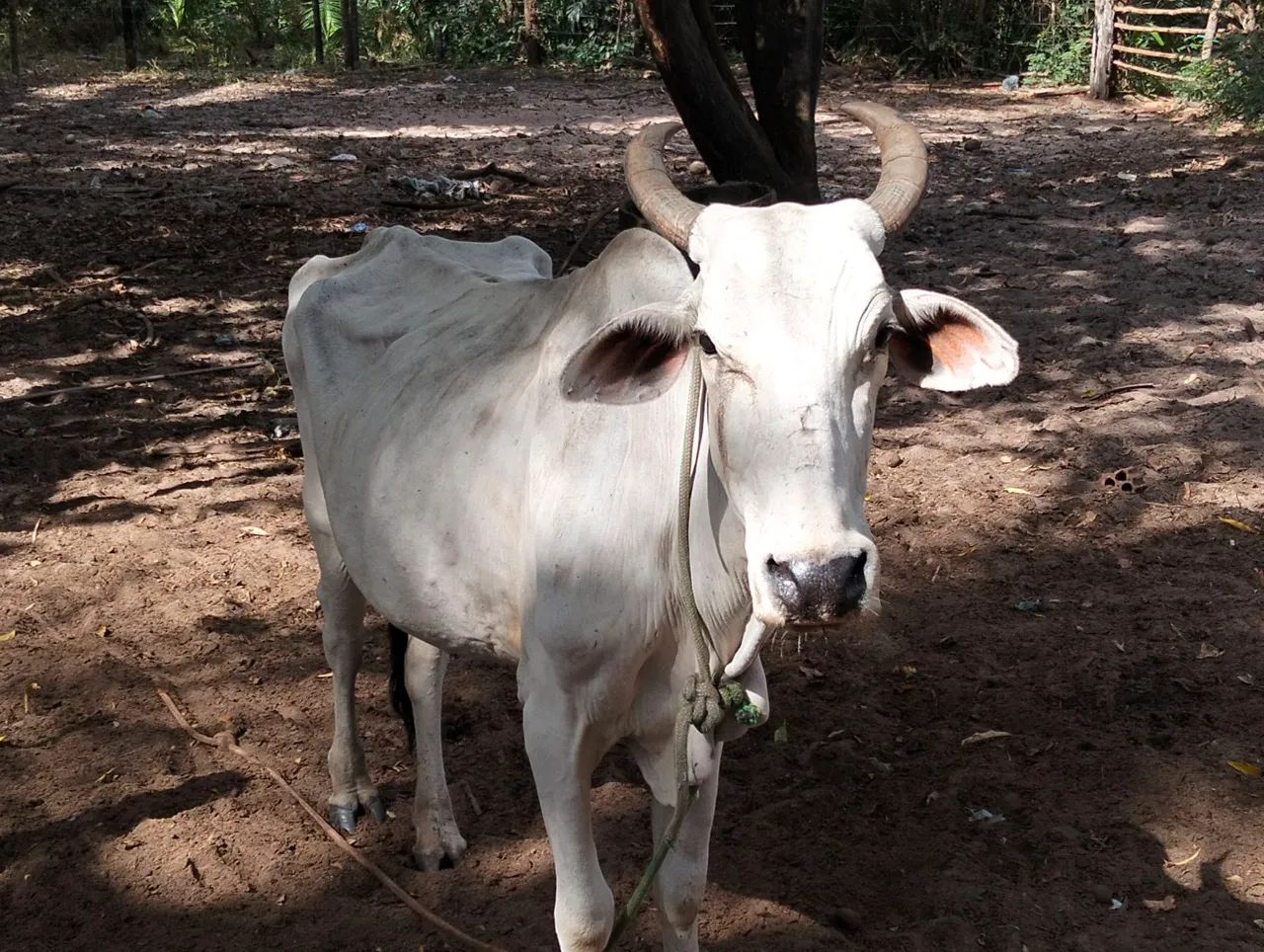 Vendo gado. - Foto 4