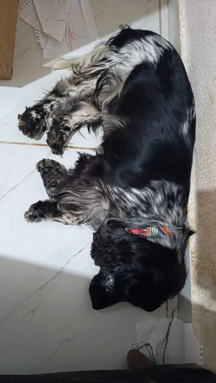 Cocker spaniel (PROCURA NAMORADA) - Foto 3