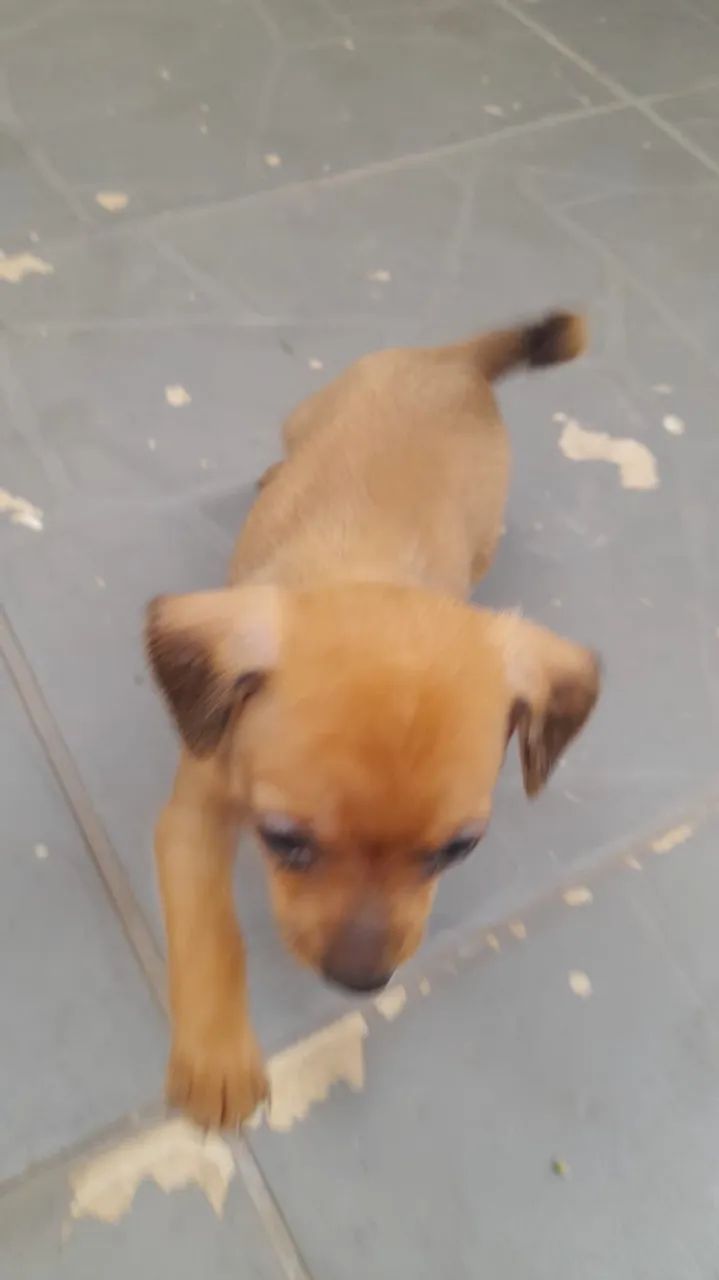 pinscher  - Foto 4