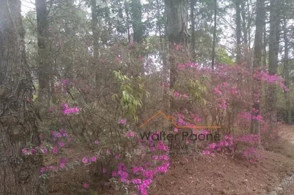 Chácara com 2.000m² - Morada dos Pássaros - Poços de Caldas - MG - Foto 3