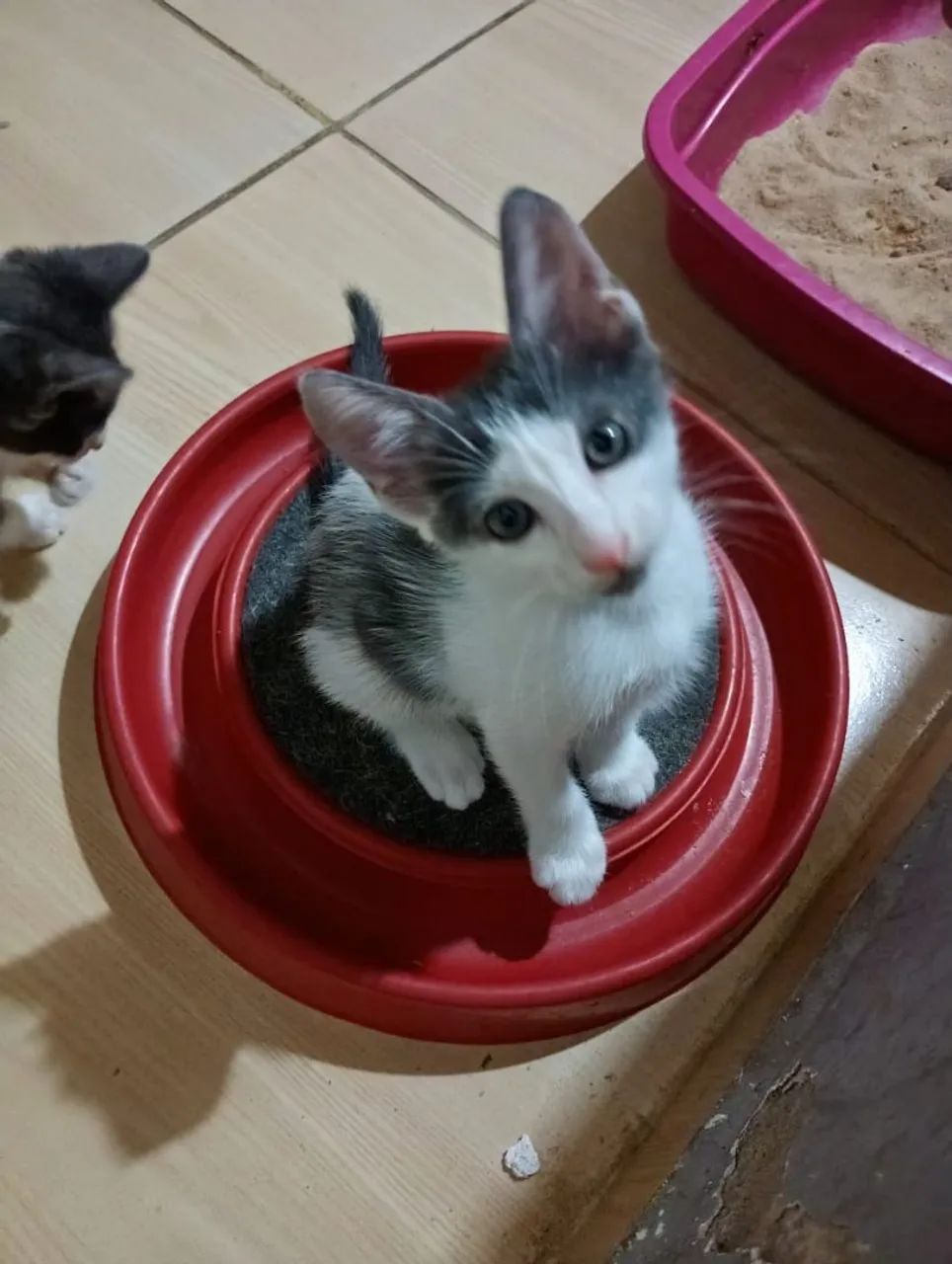 Adoção de Gatinho Macho Frajola de 3 meses - Foto 2