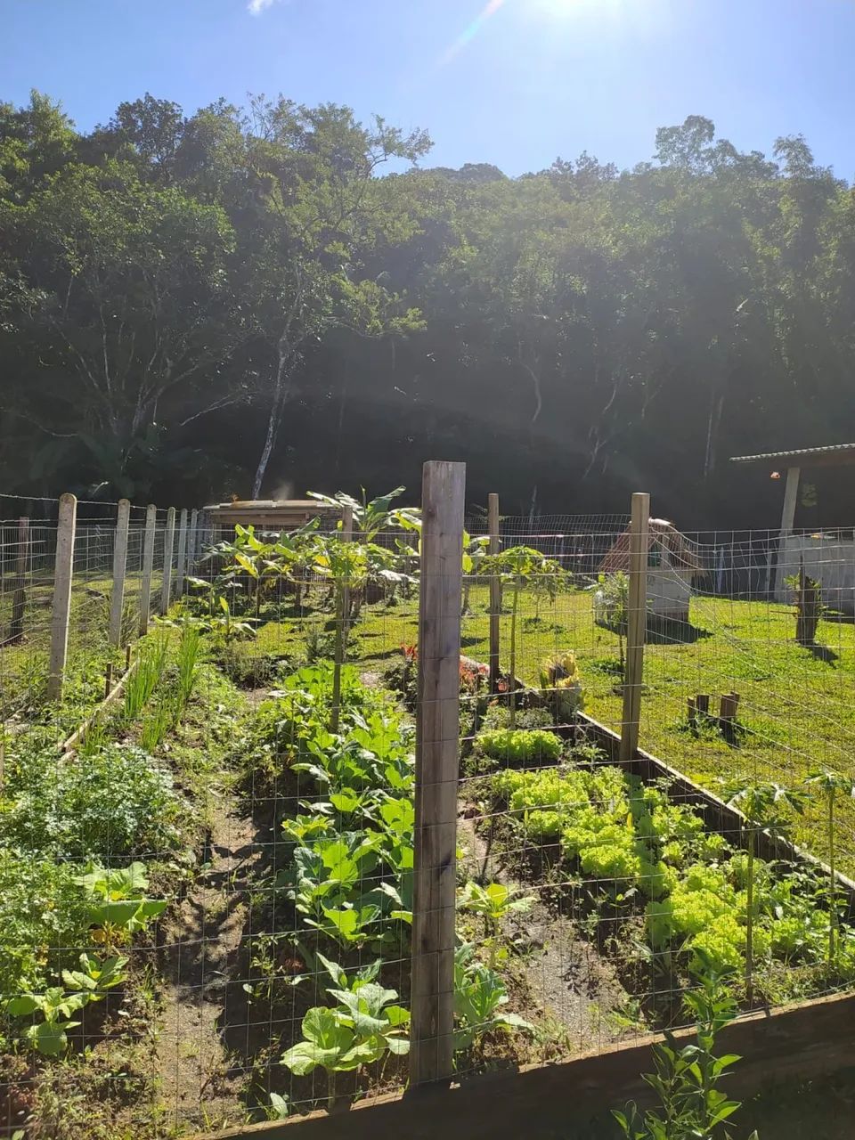 SÍTIO À VENDA EM TRÊS RIACHOS - BIGUAÇU - SC - Foto 4