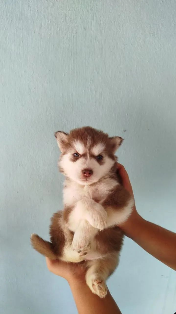 Husky pelo longo - Foto 2