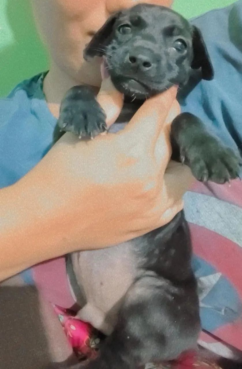 Pinscher 