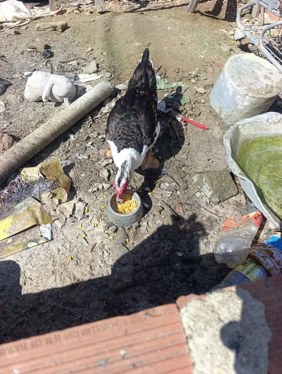 Pato  - Foto 2