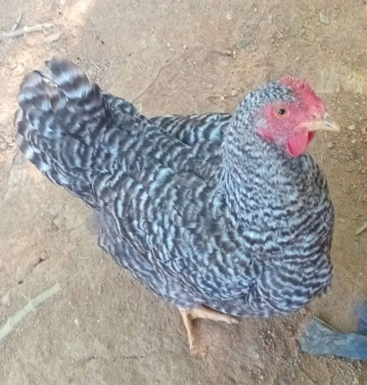 Galinha caipira  - Foto 2