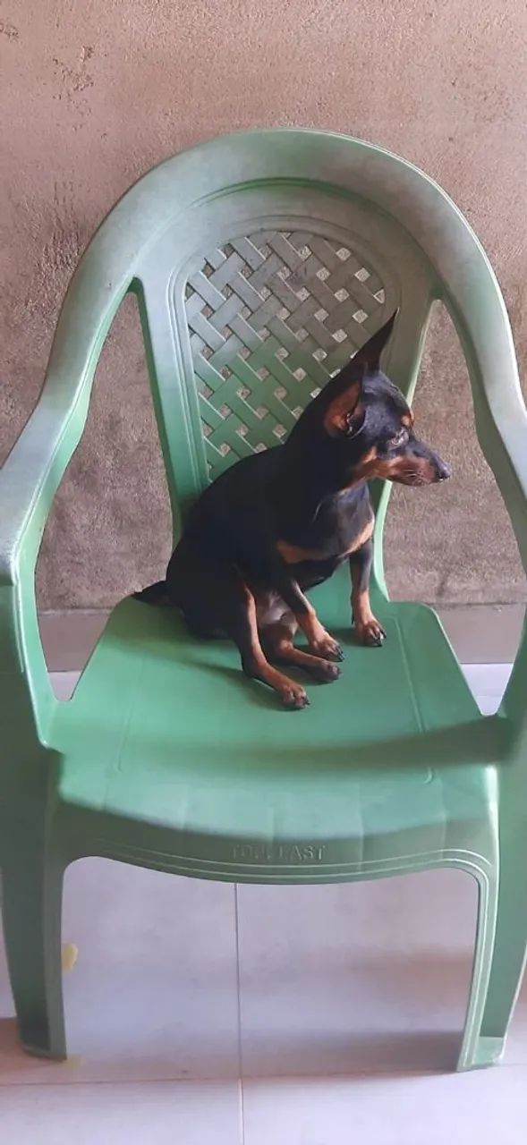 Vendo raça Pinscher  - Foto 2