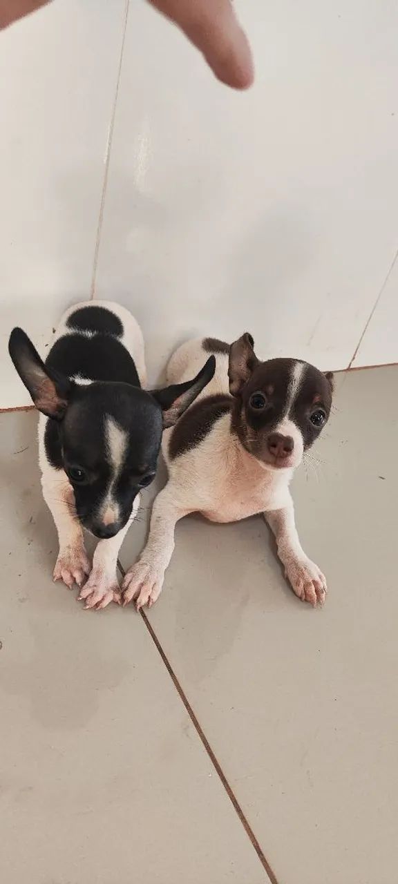 Pinscher 2 meses  - Foto 5