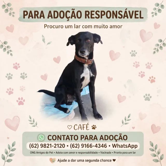 Cachorro