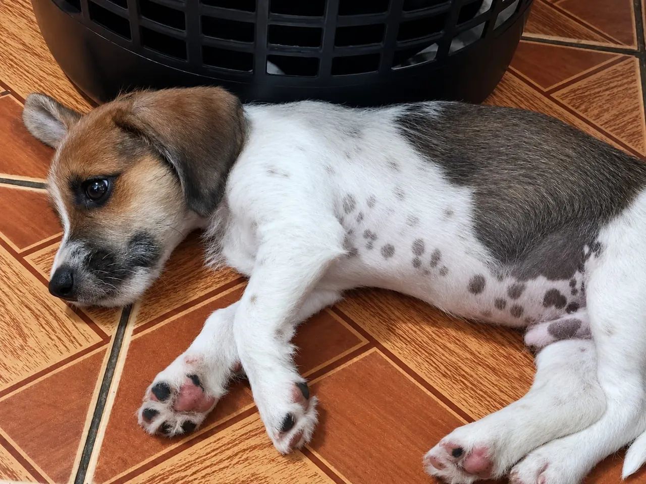 Doação Cachorro de 8 Meses - Foto 5