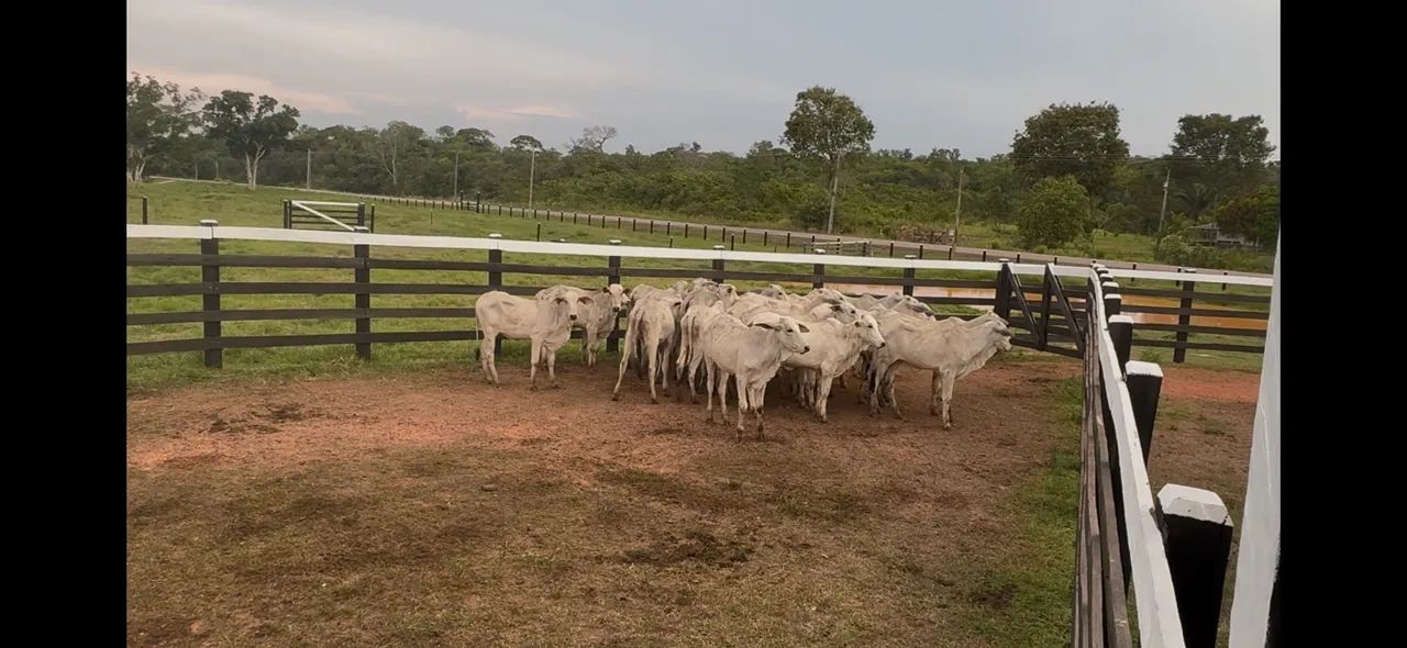 Venda de gado 