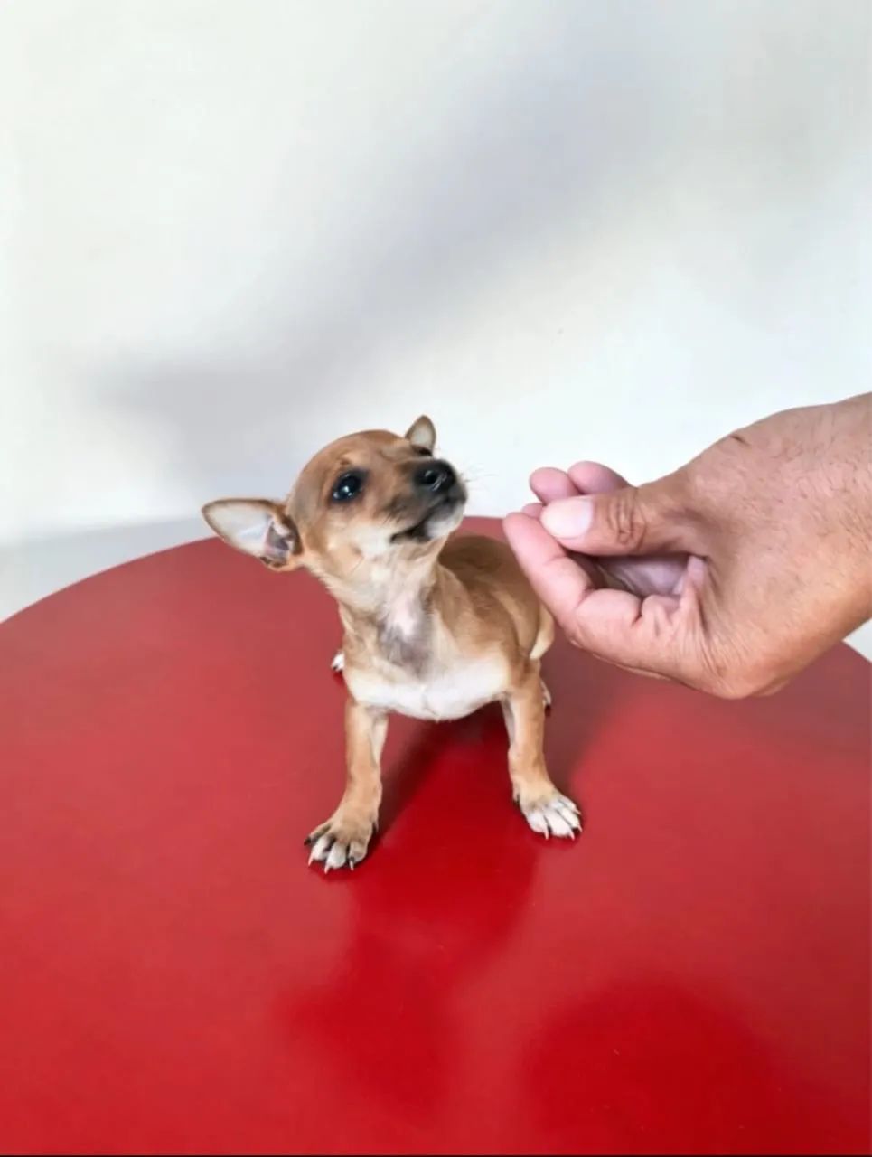 Pinscher 