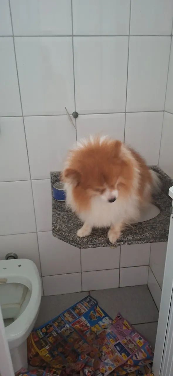 Cachorro - Foto 2