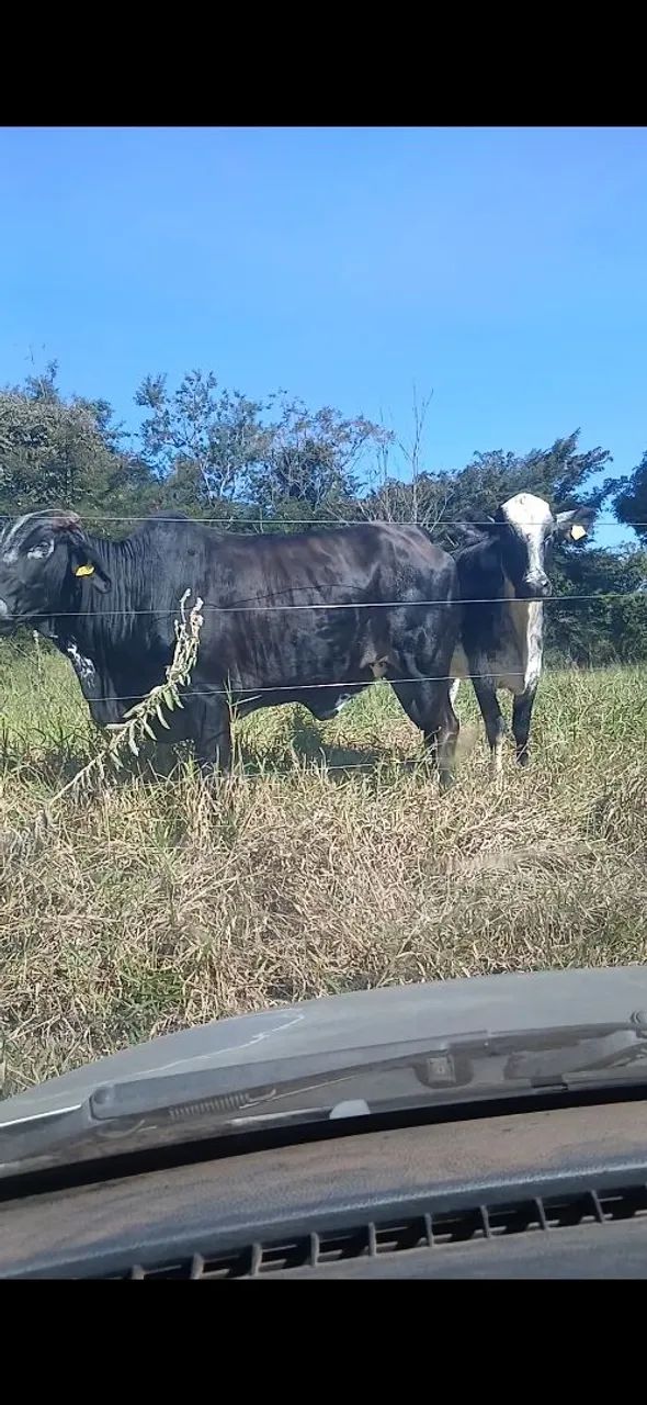 2 Novilhas - Foto 4