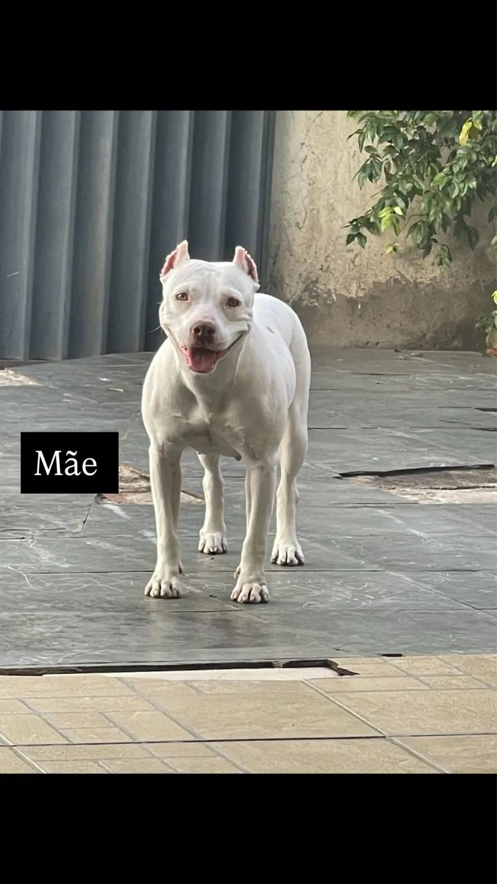 Pitbull red nouse - Foto 5