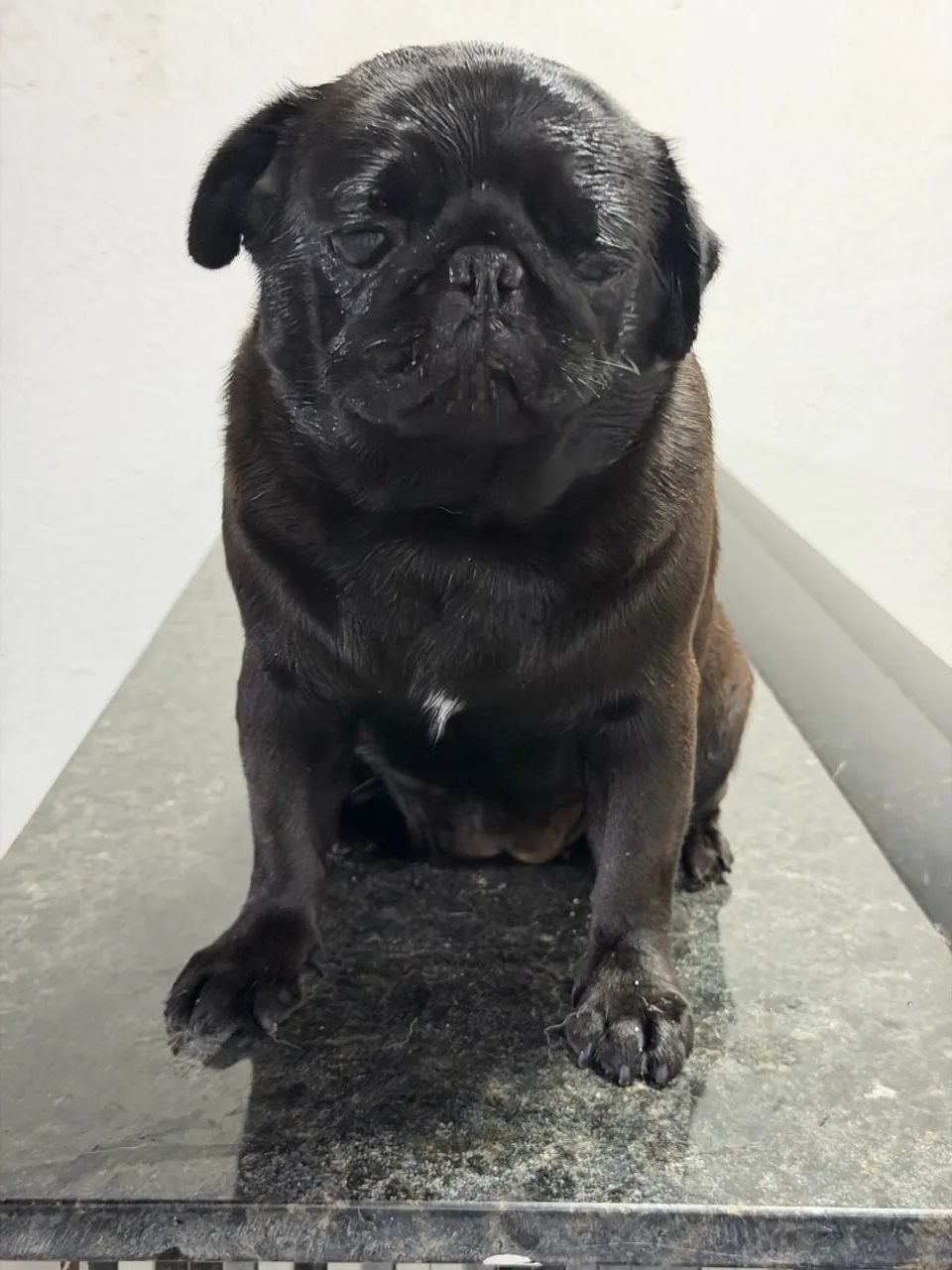 Cachorro 