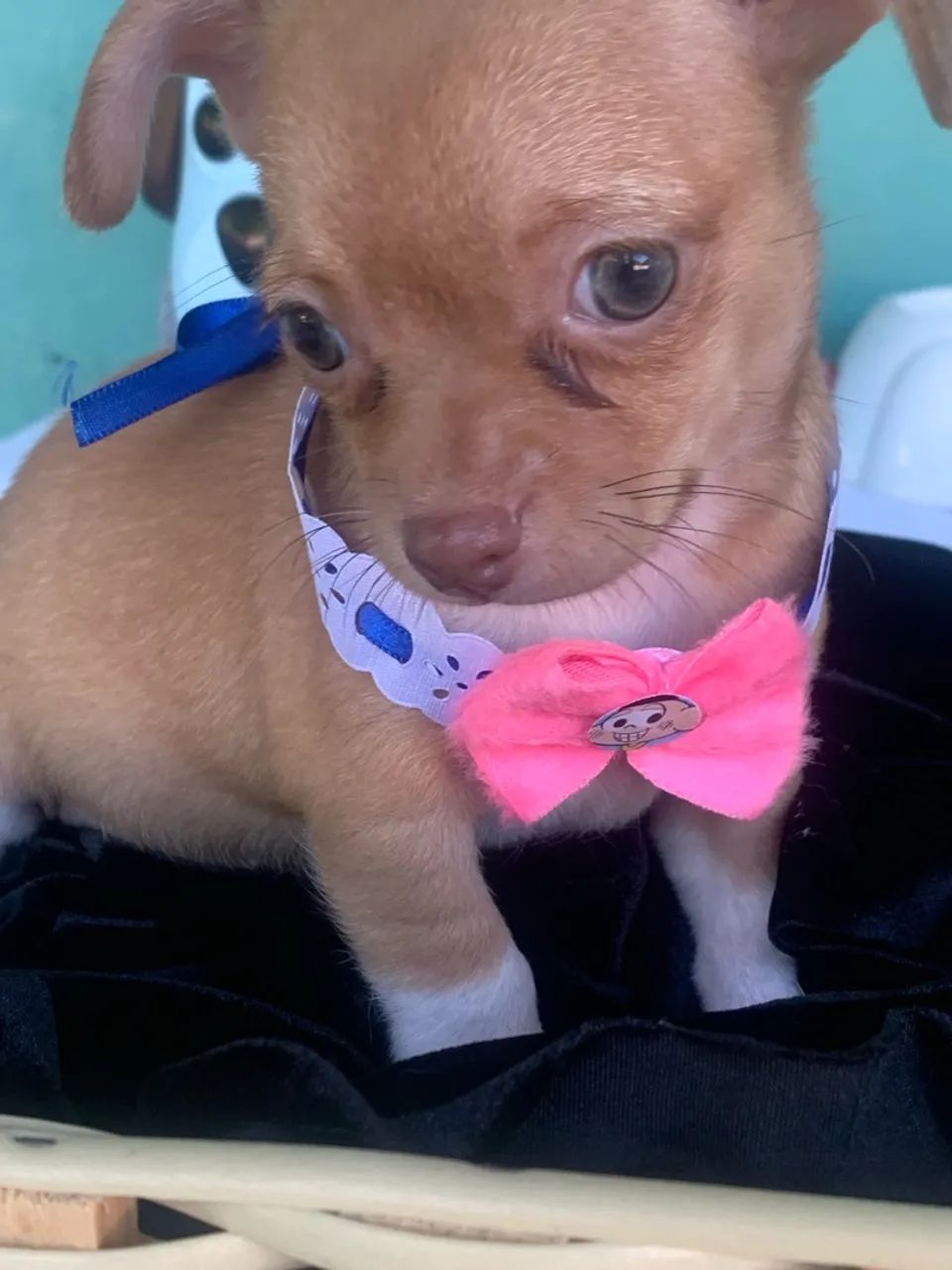 Chihuahua  - Foto 2