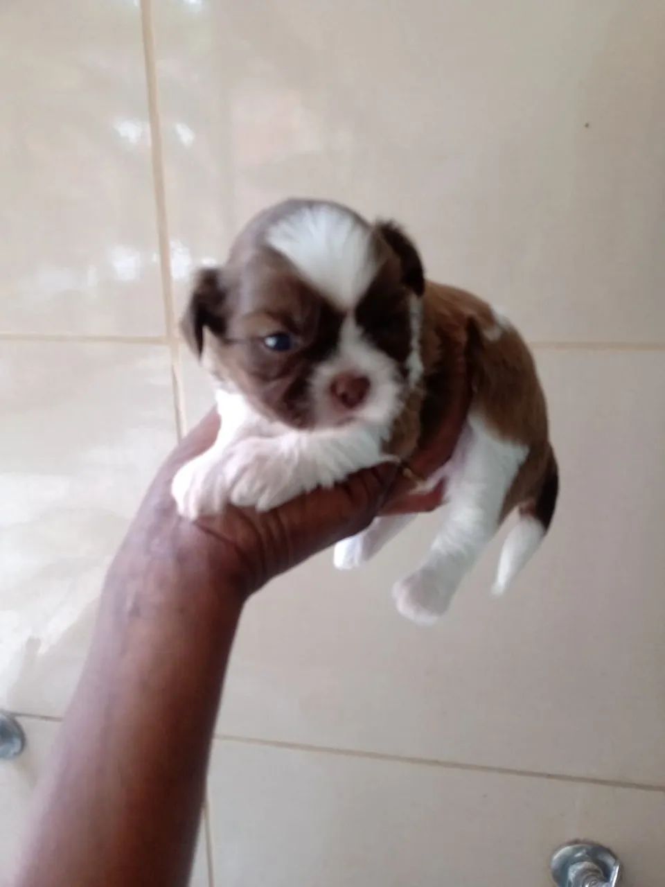 Shih tzul 