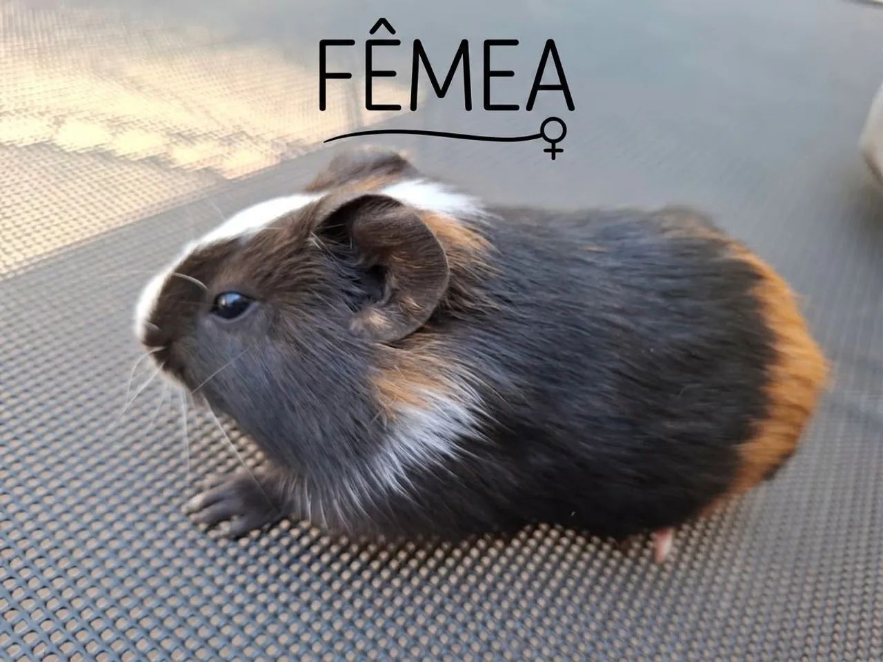 Porquinhos da Índia 