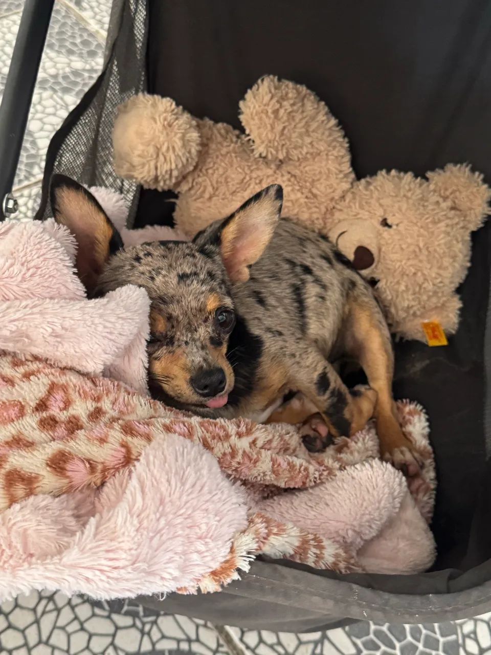 Cobertura Chihuahua Merle Tan com pedigree porte pequeno