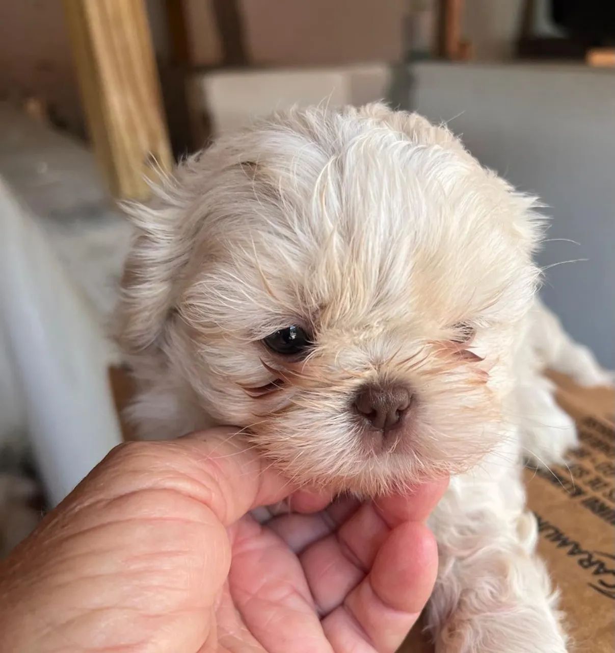 Mini shih tzu  - Foto 2