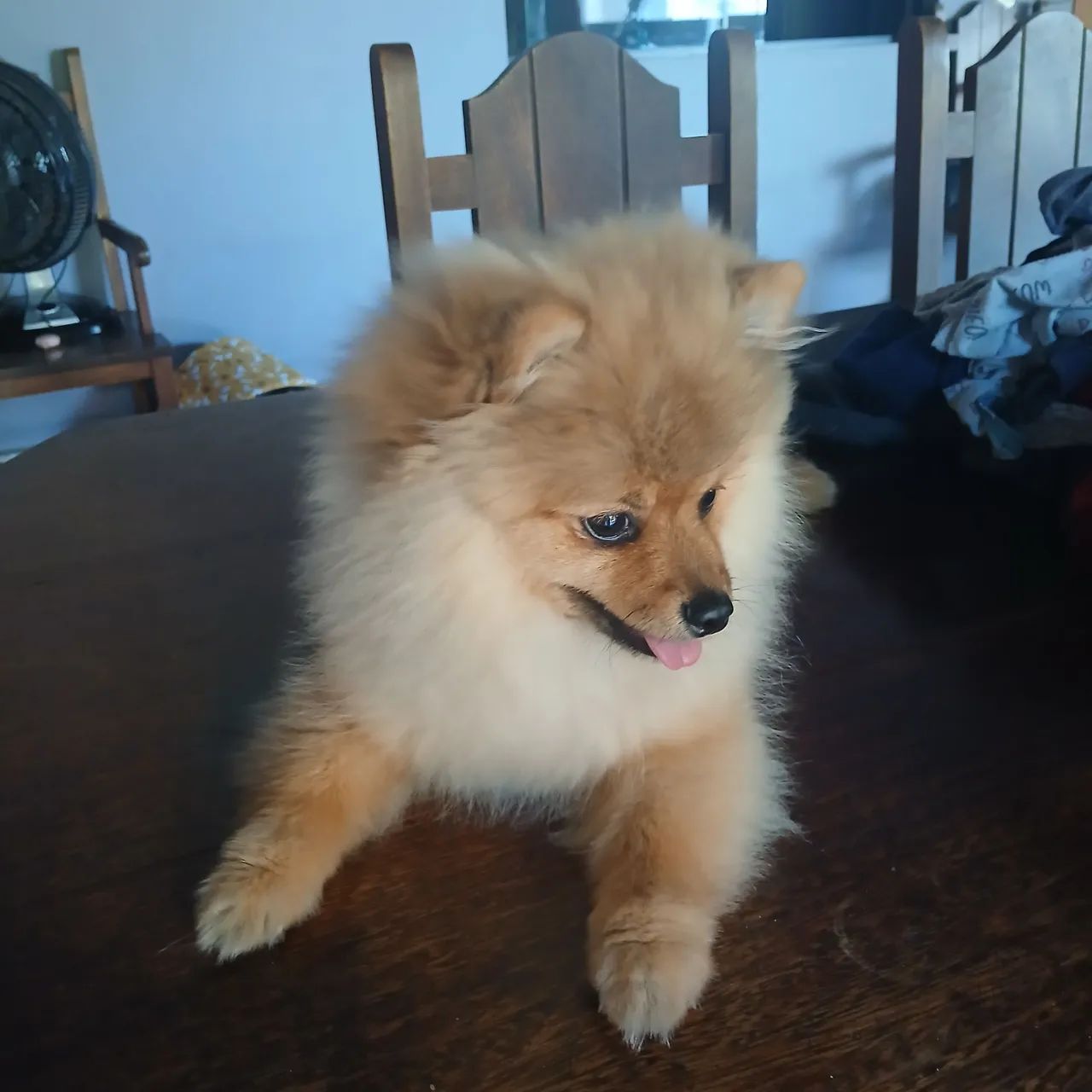 Cachorro  - Foto 5