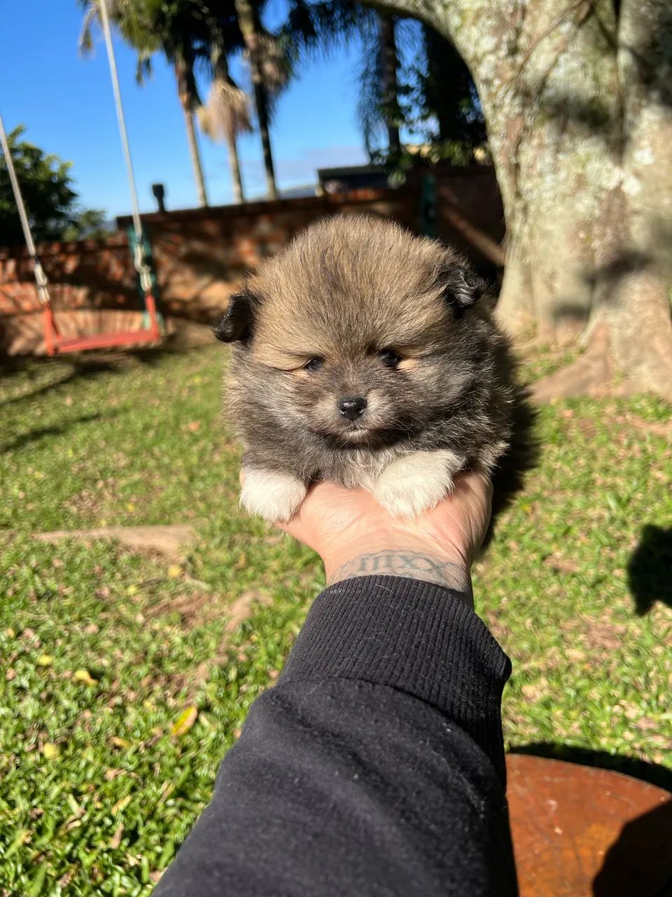 Spitz Alemão - Machinho - Foto 2