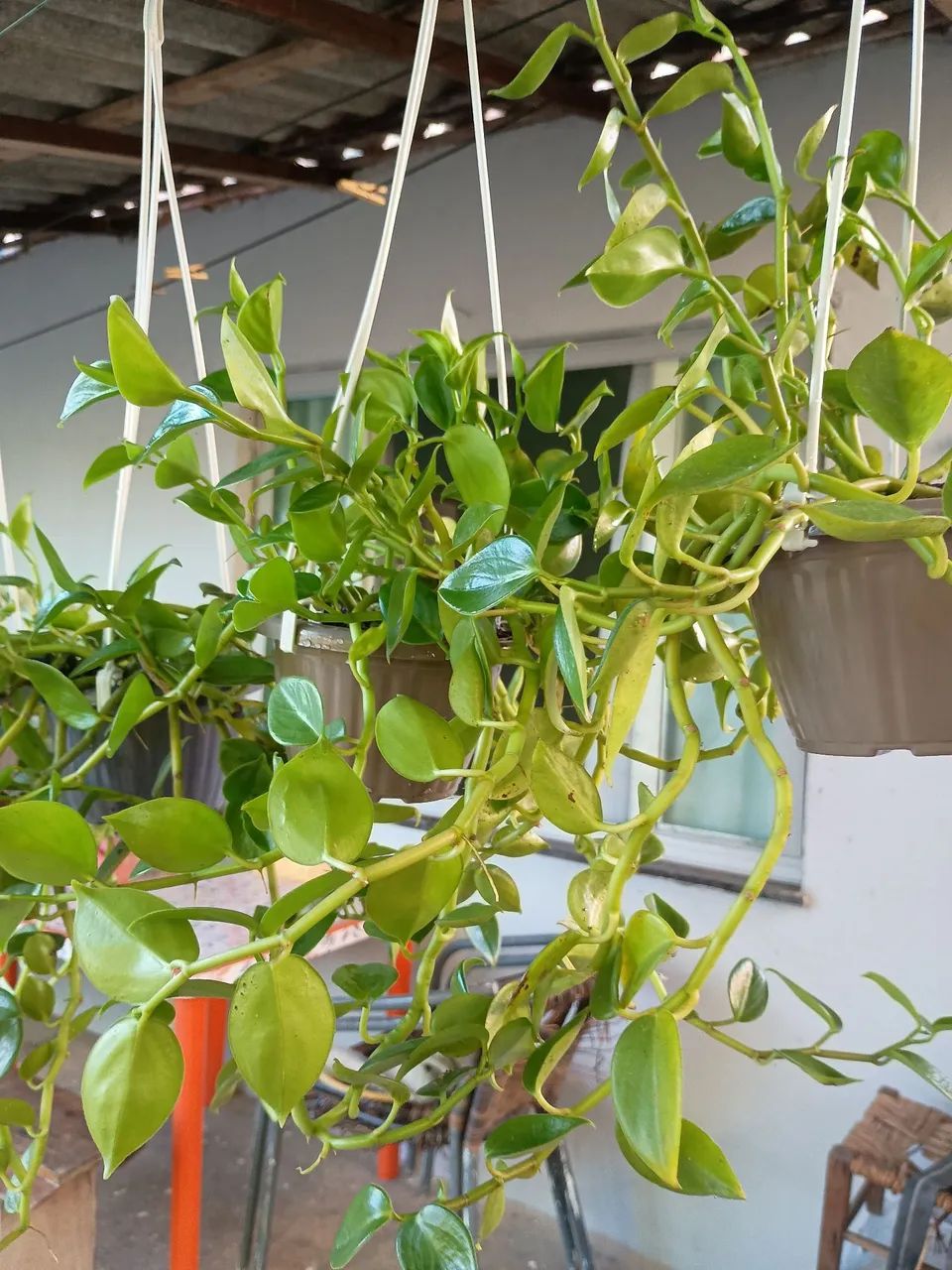 Planta - Foto 4
