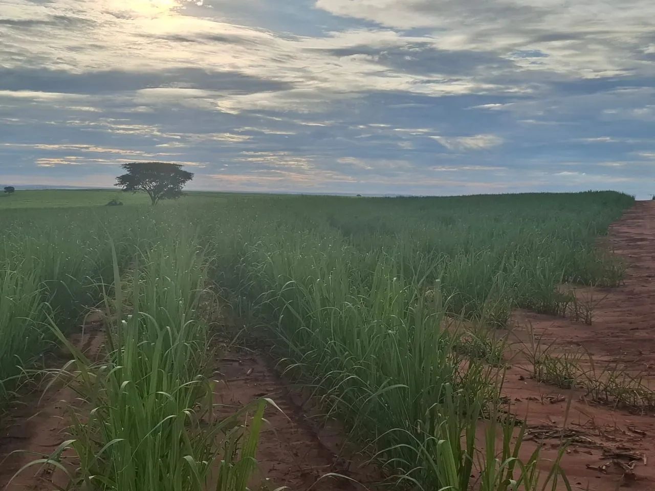 Fazenda de Cana - Foto 5