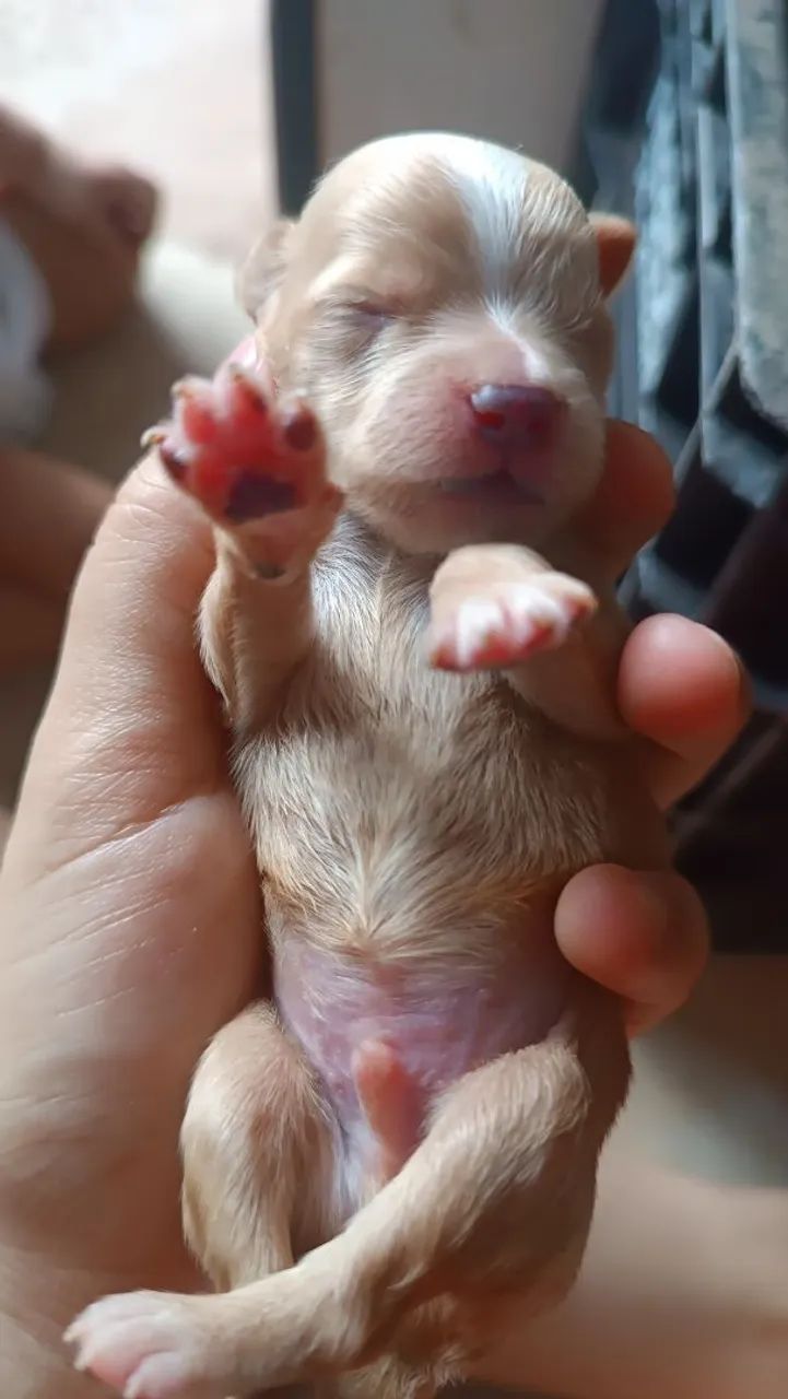 Shitzu com lhasa  - Foto 5