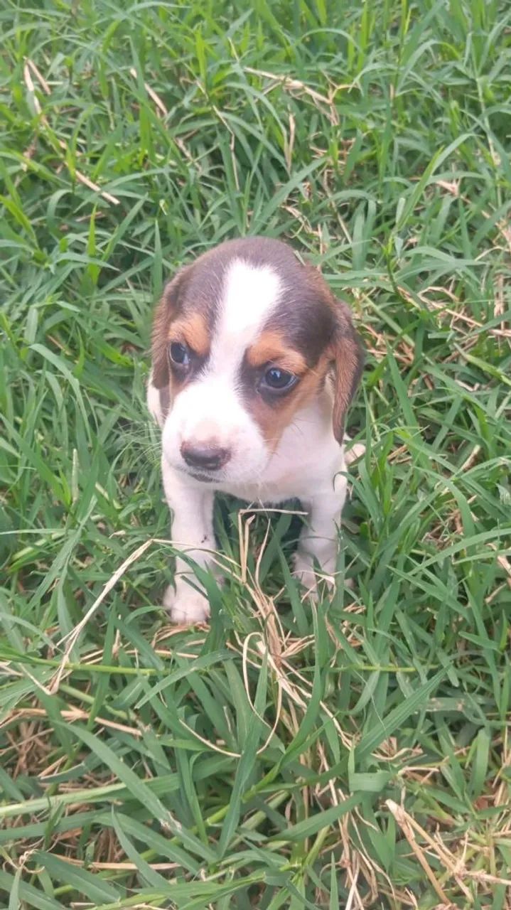 Filhotes de Beagle  - Foto 2