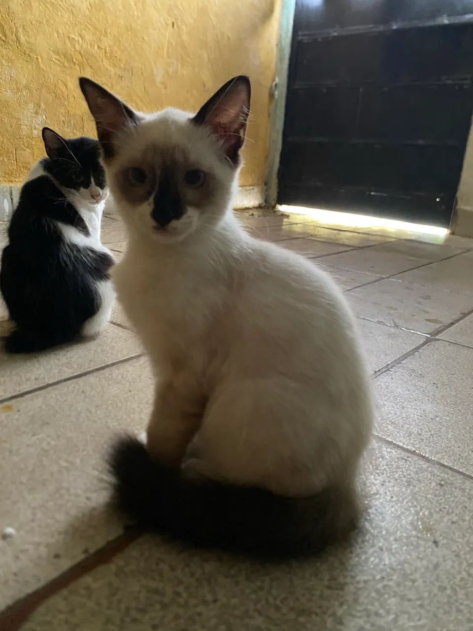 GATINHOS PARA ADOÇÃO  - Foto 3