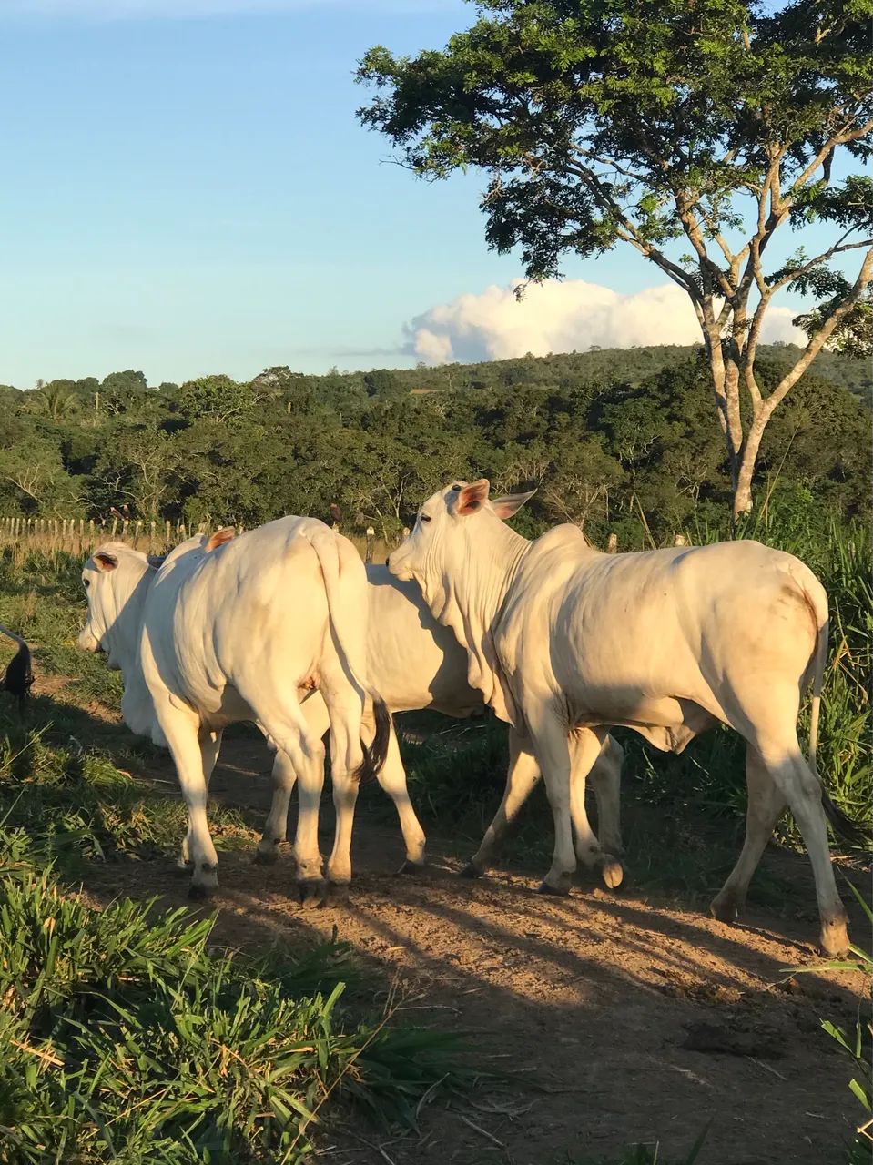 Gado a venda  - Foto 4