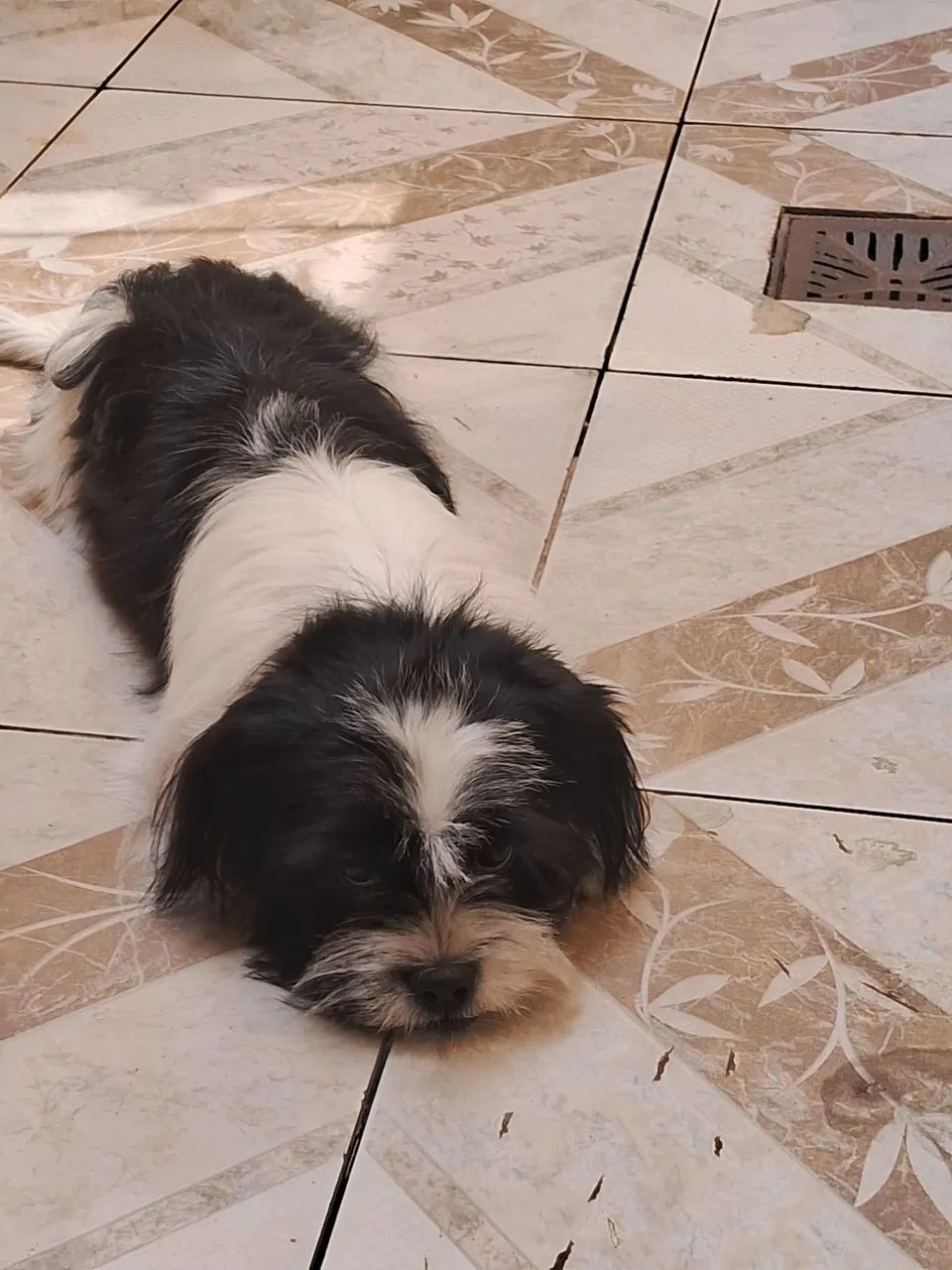 Vendo cachorra de 8 meses  - Foto 3