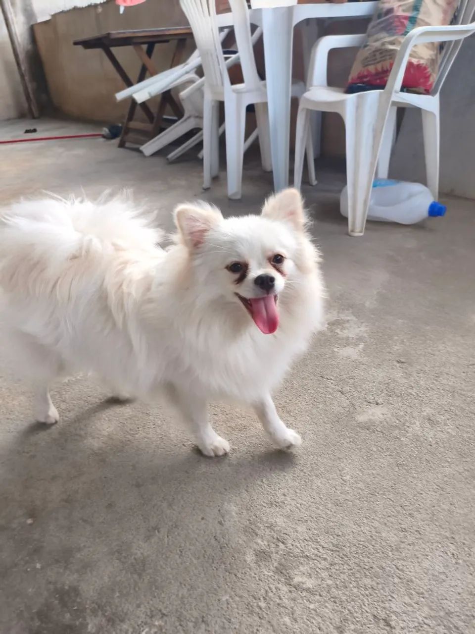 Spitz alemão macho  - Foto 2