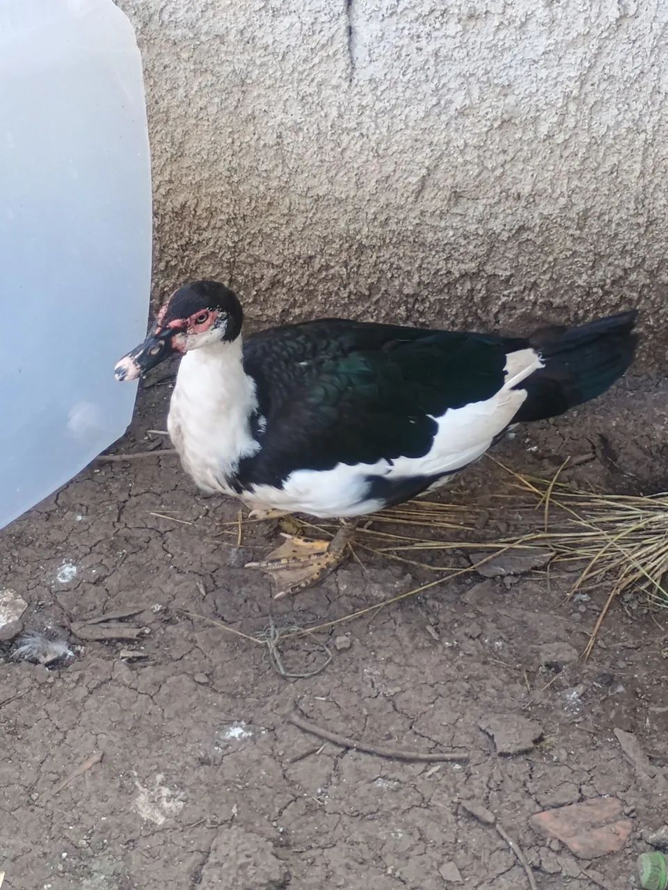 Patos e Marrecos