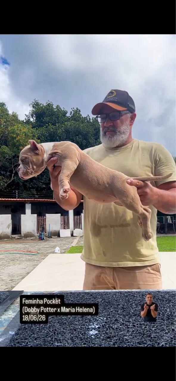American Bully - Foto 2
