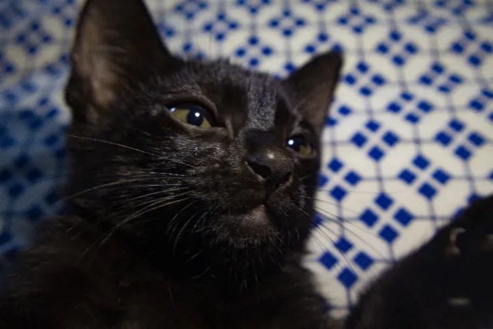 GATOS FILHOTES PARA ADOÇÃO