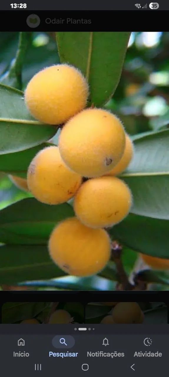 Muda de pé de jabuticaba amarela
