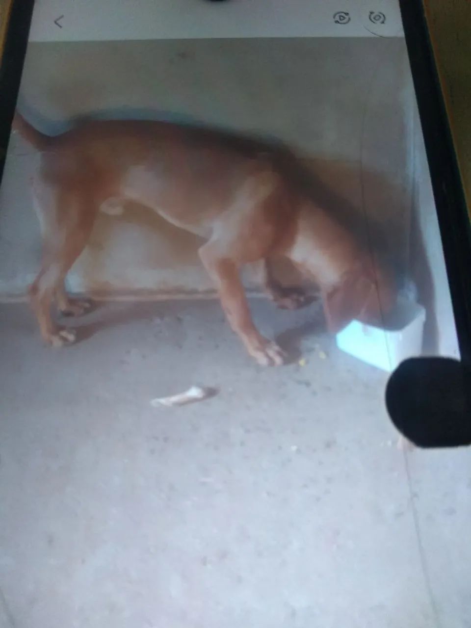 Cachorro americano 