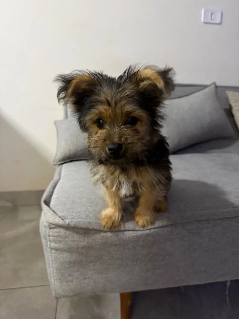 Cachorro Yorkshire macho 