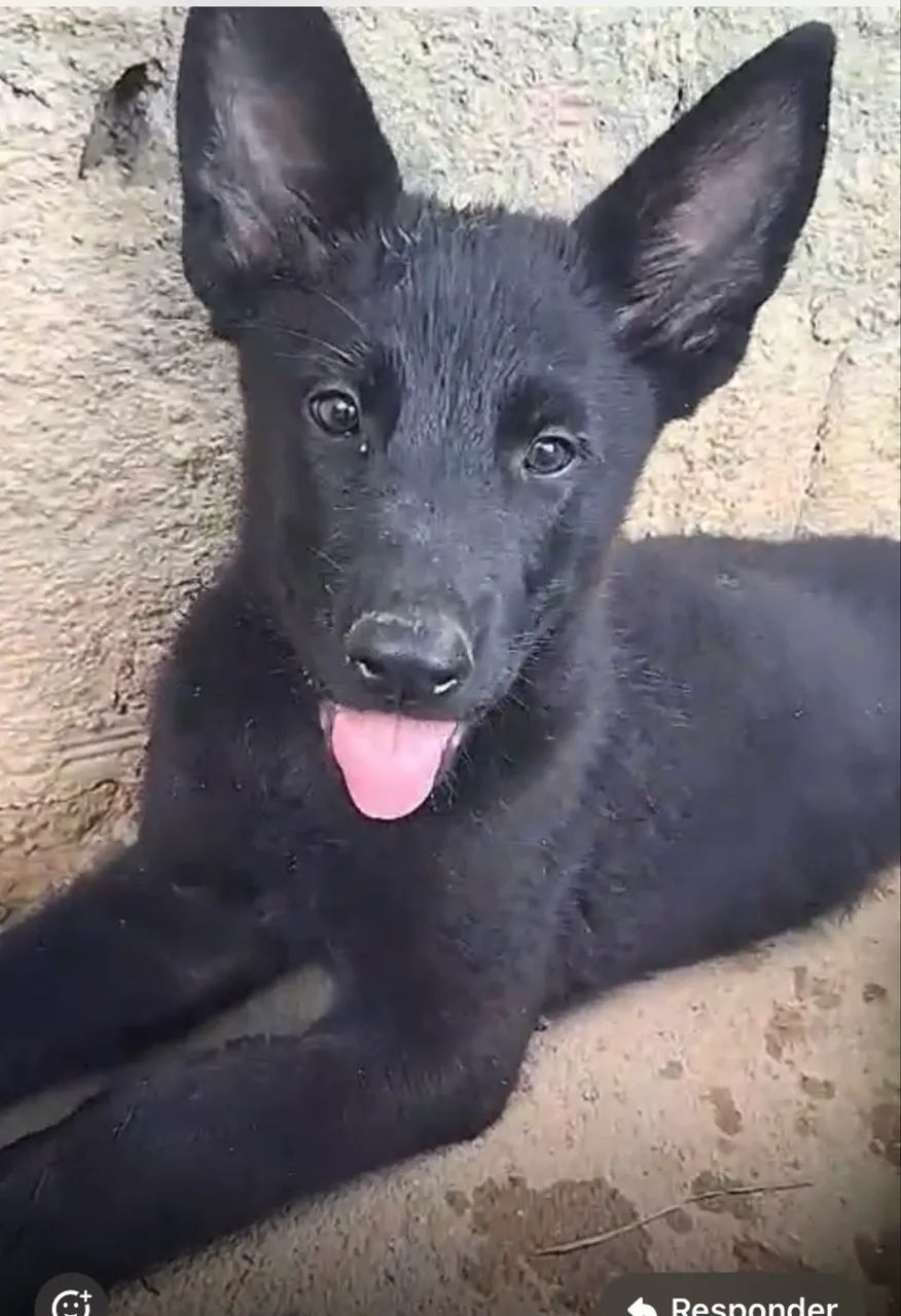 Pastor Belga e Malinoar - Foto 5
