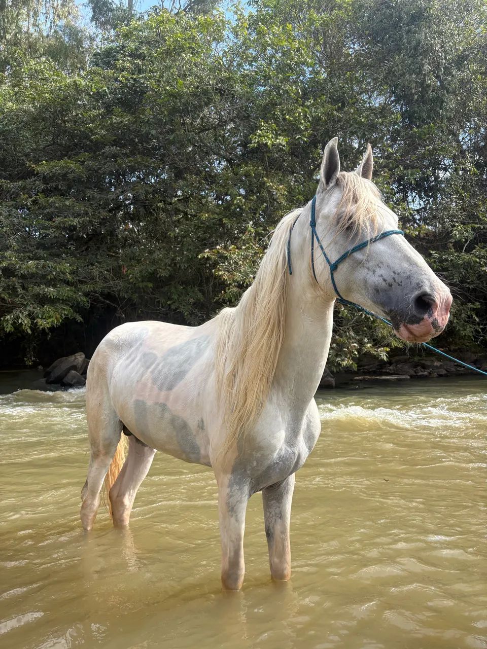 Cavalo mangalarga  - Foto 2