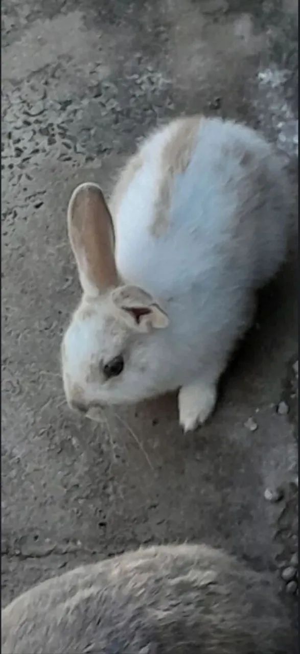 Vendo Coelhos filhotes e adultos  - Foto 2