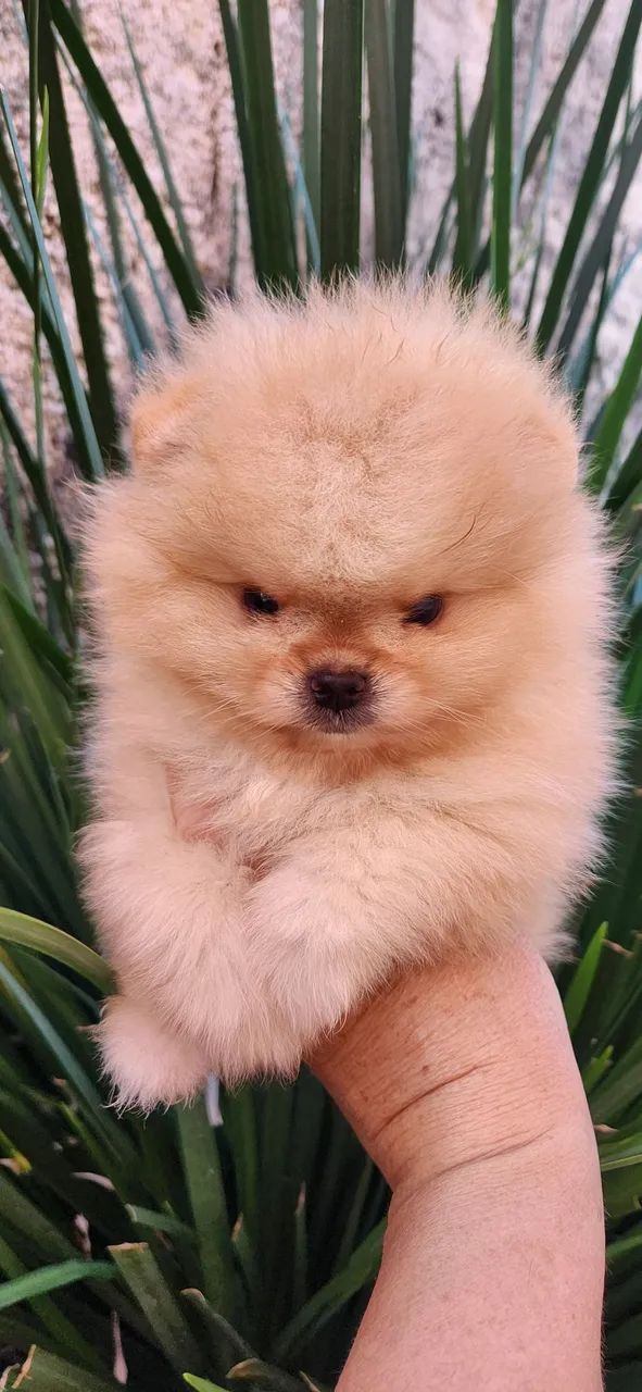 Lulu pomerania.  - Foto 3