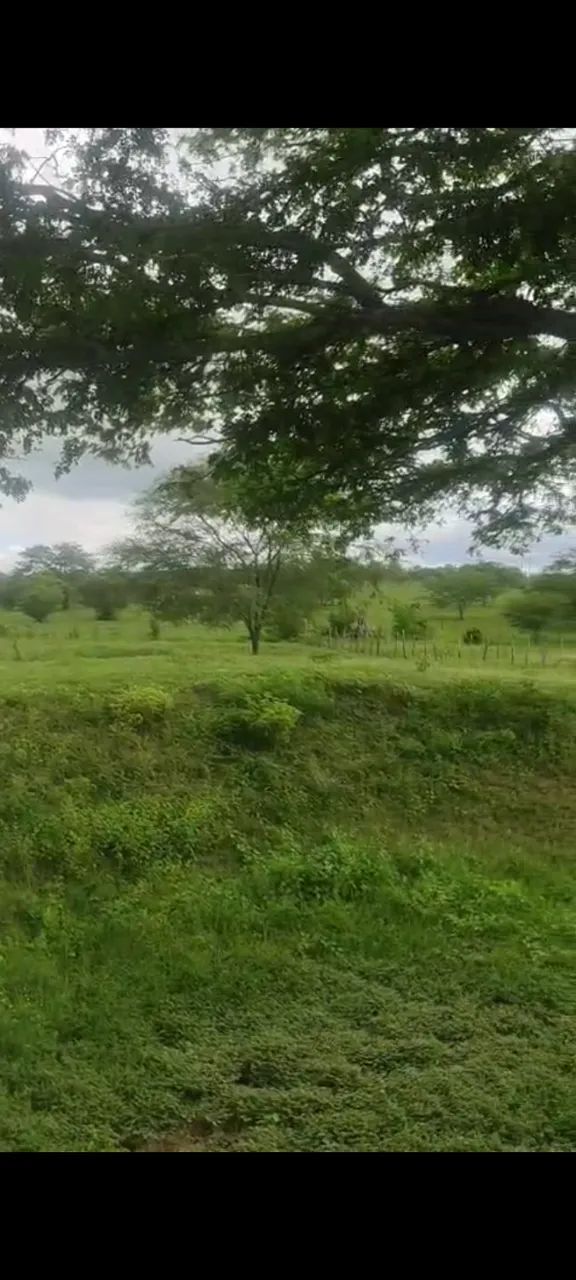 Granja no ingar 8.8 hectares - Foto 3