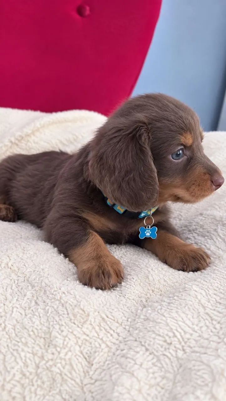 Pelo Longo - Dachshund - Cofap 