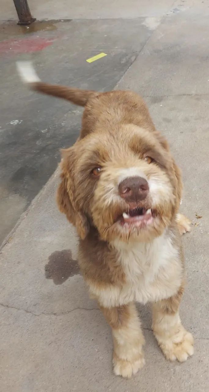 Doação Thor - Foto 2