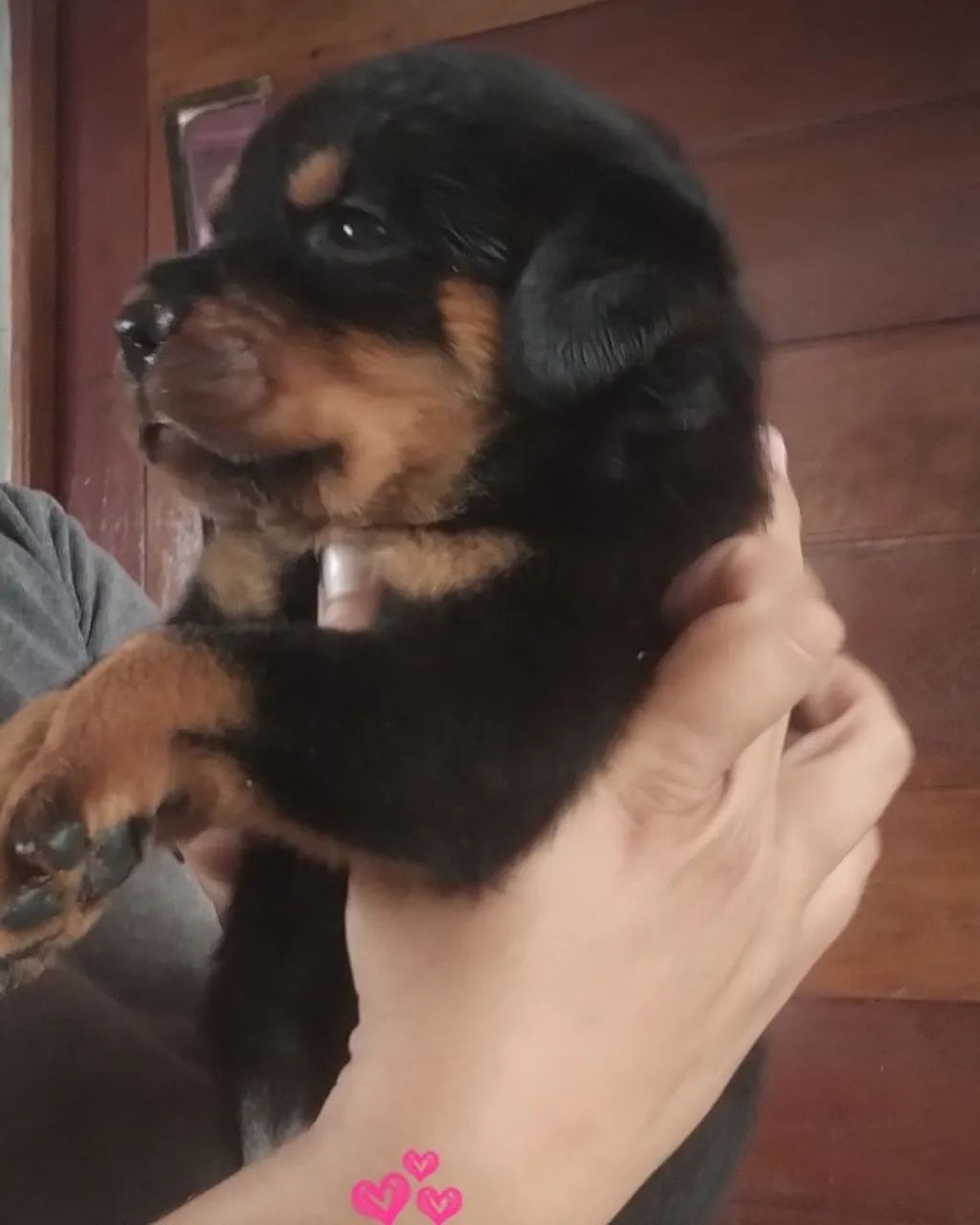 Rottweiler 
