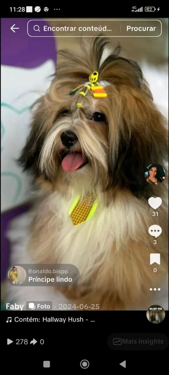 Filhotes Lhasa puro - Foto 4